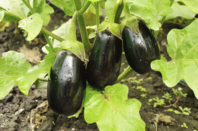 Eggplant on the Vine